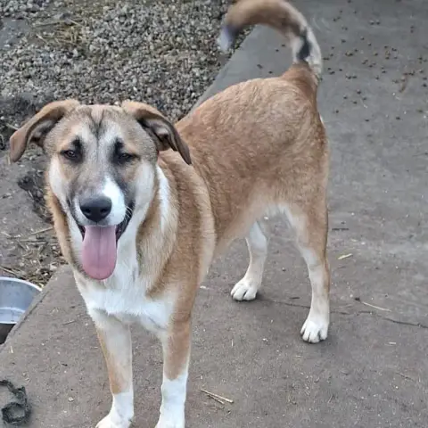 Ciro
