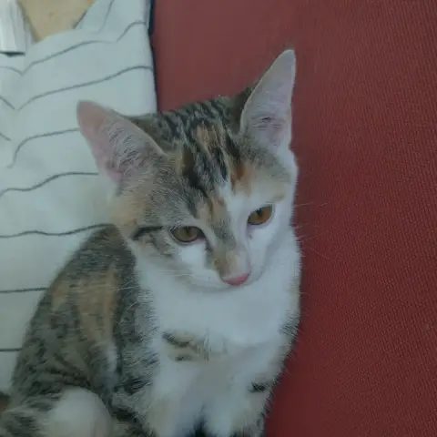 Bella