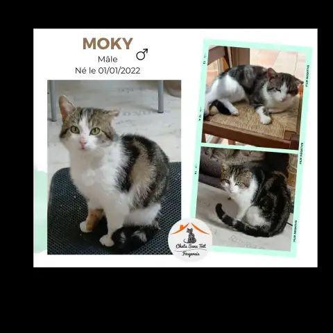Moky