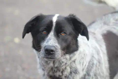 Ralu