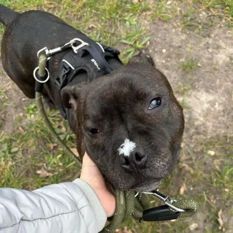 Toopy photo 3