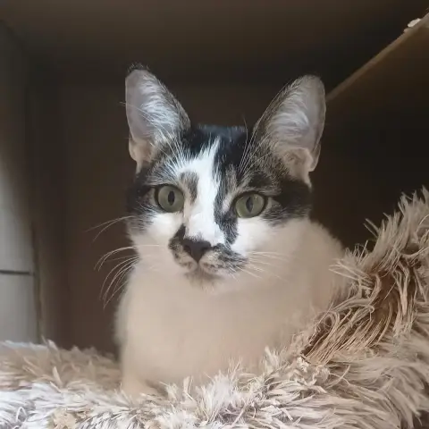 Nala