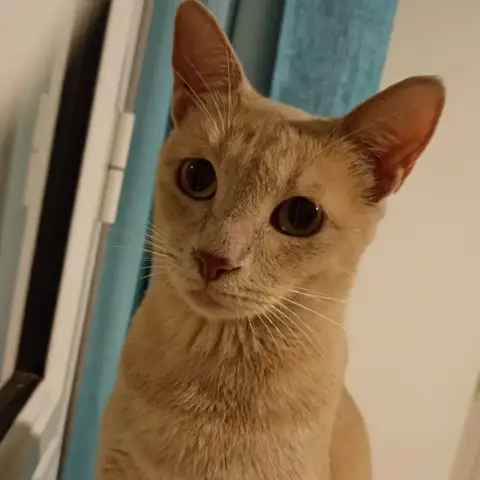 Nala