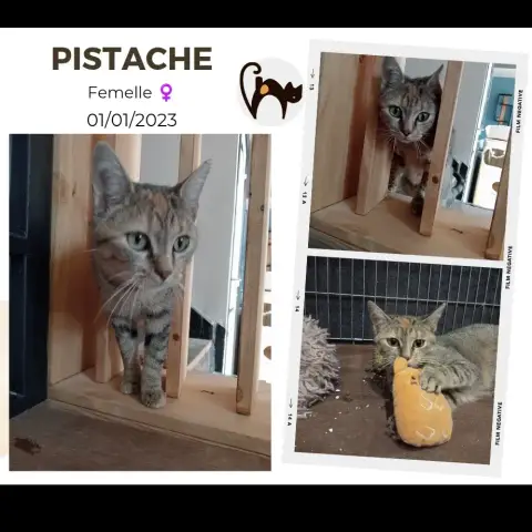 Pistache