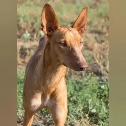 Paca
