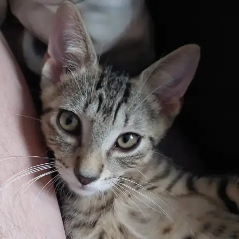 Bambi