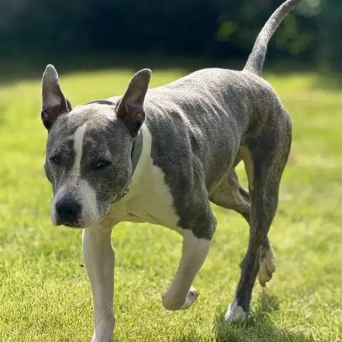 Perla photo 2