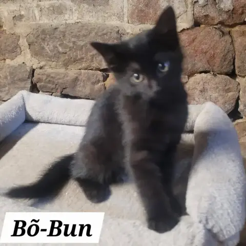 Bo Bun