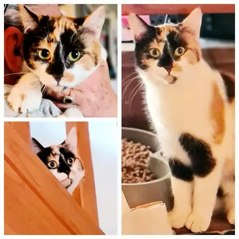 Mirabelle