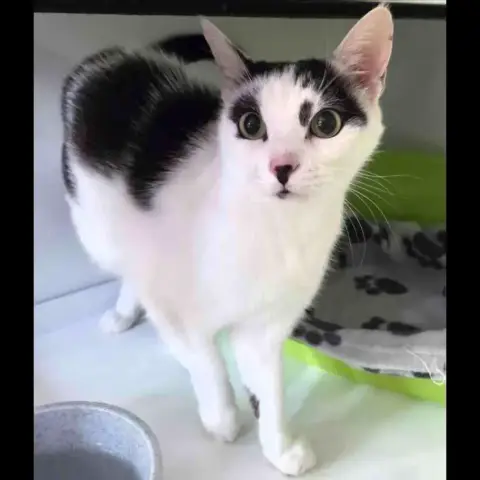Nala