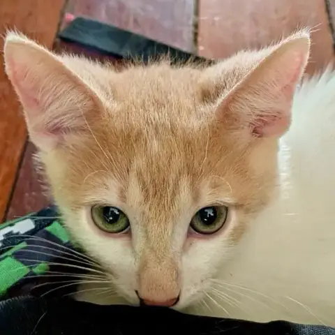 Biscotte