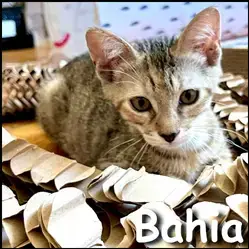 Bahia