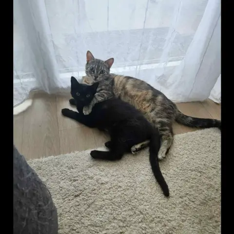 Noxie Et Grisouille photo 2