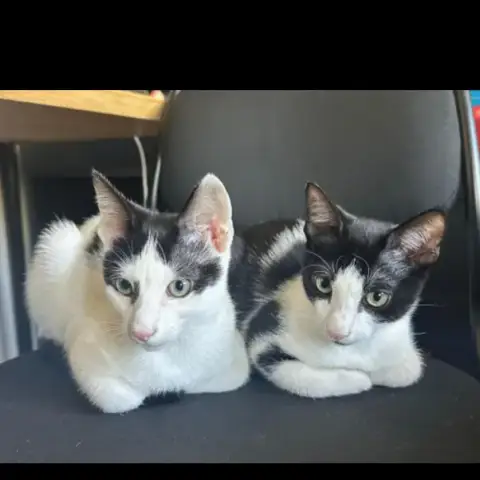 Bazile Et Tofu