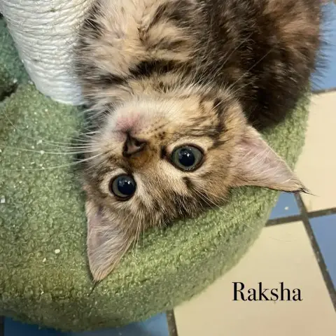Sherkan & Raksha photo 2