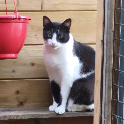 Porthos