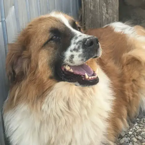 Athena photo 3