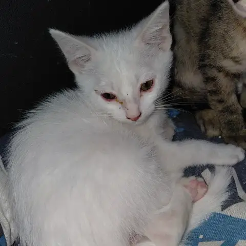 Angel Chaton Blanc