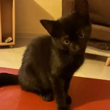 Bagheera photo 2