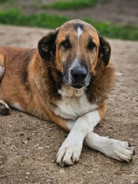 Lupo