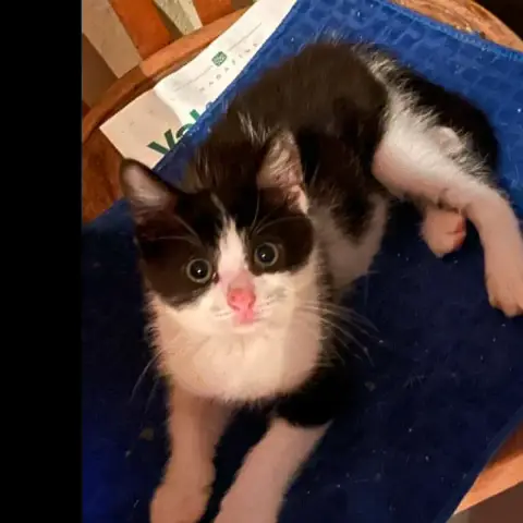 Merlin
