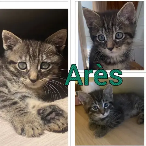 Arès