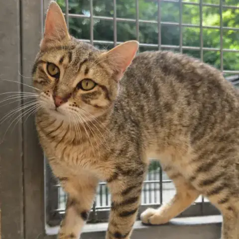 Arlo