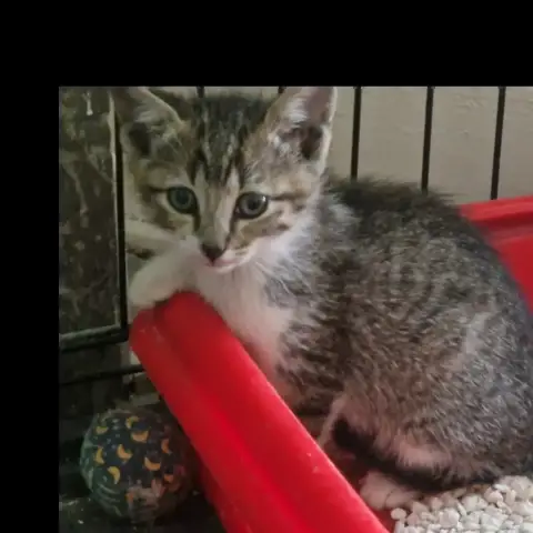Lulu