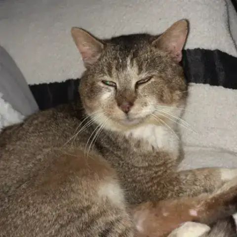 Merlin