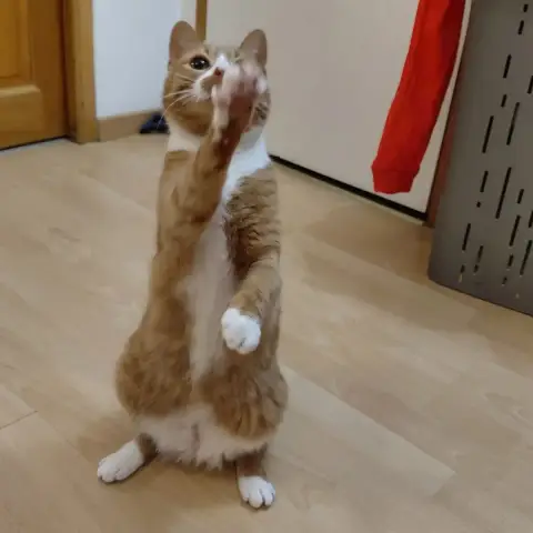 Neko photo 2