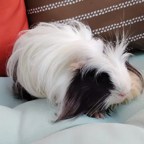 Moshi photo 2