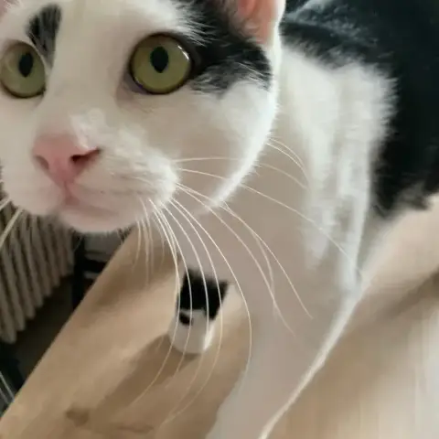 Zeus photo 2