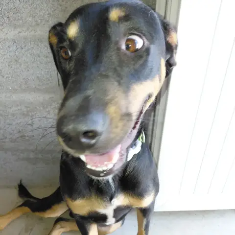 Koka