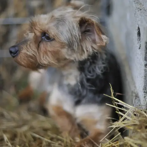 Mandy photo 3