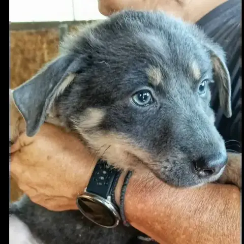 Wilma