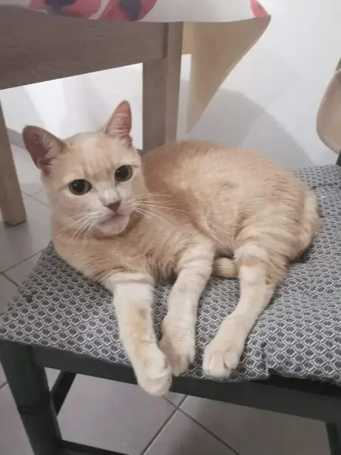 Caramel photo 3
