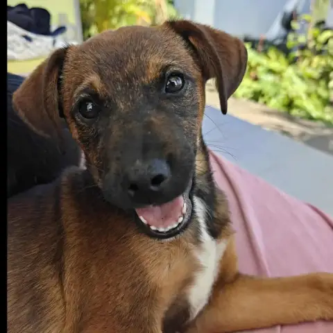 Mowgli