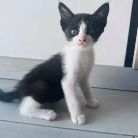 Nala