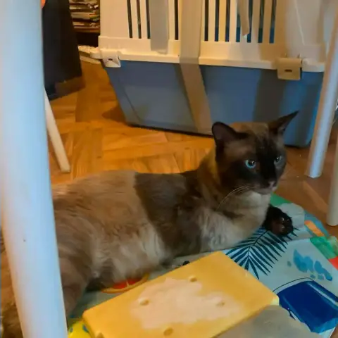 Kiki