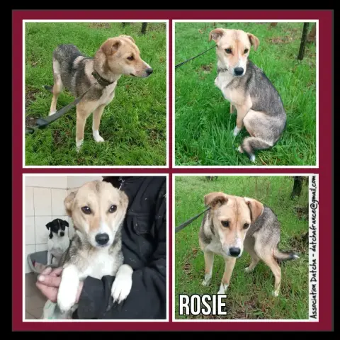 Rosie