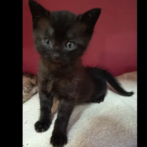 Onyx photo 3