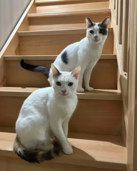 Fraise Et Framboise