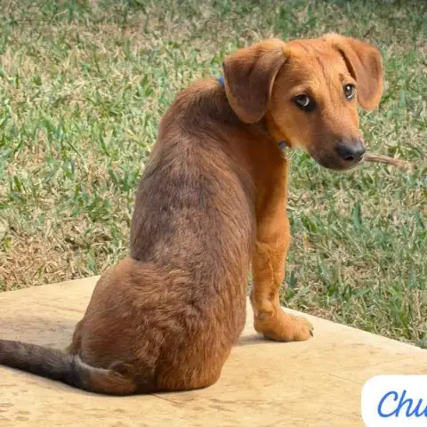 Chupa photo 2