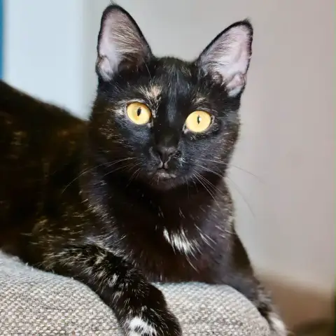 Olympéa