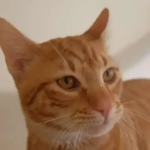 Garfield