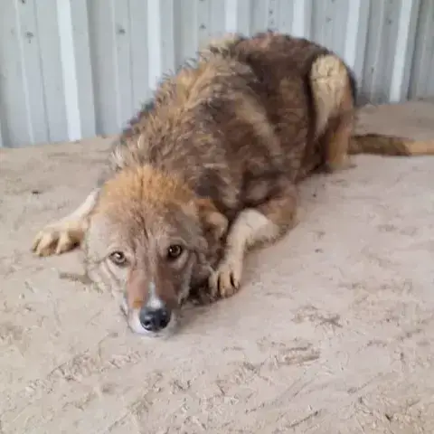 Kovu photo 2