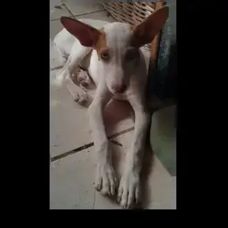 Turron