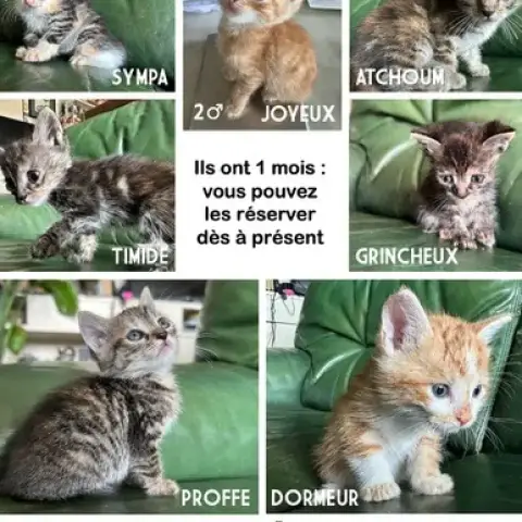 7 Petits Chatons