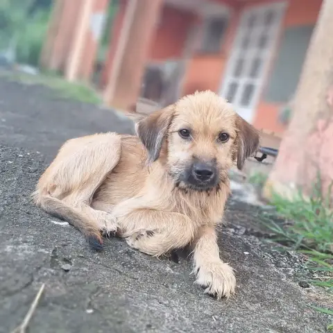 Rocky photo 2