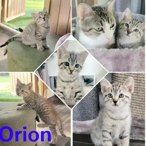 Orion